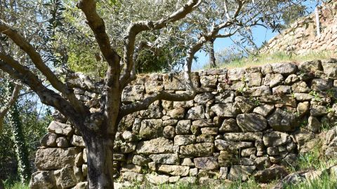 Restauration de faysse en pierres sèches